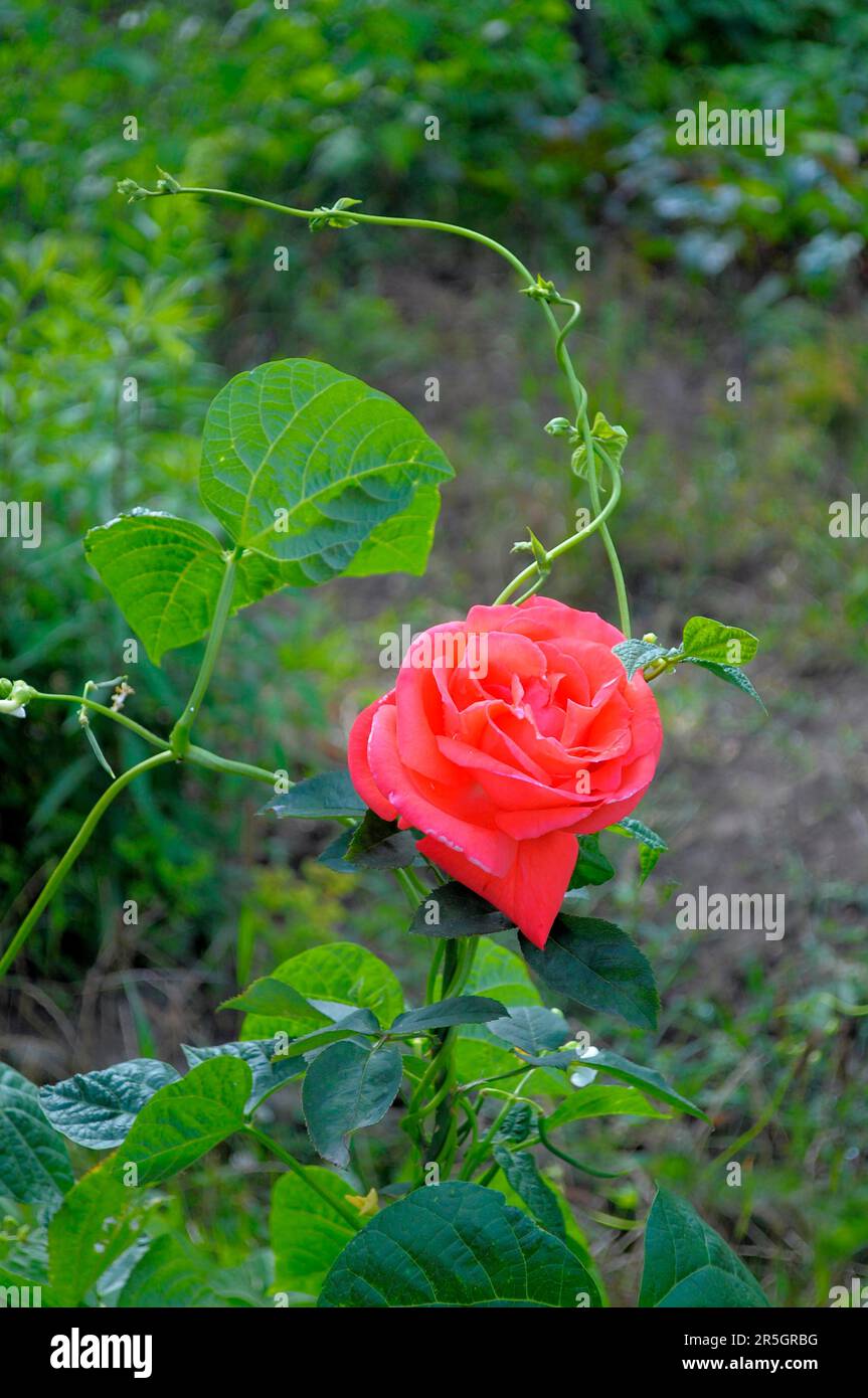 Single orange rose surrounded by bean, bean perennial Stock Photo