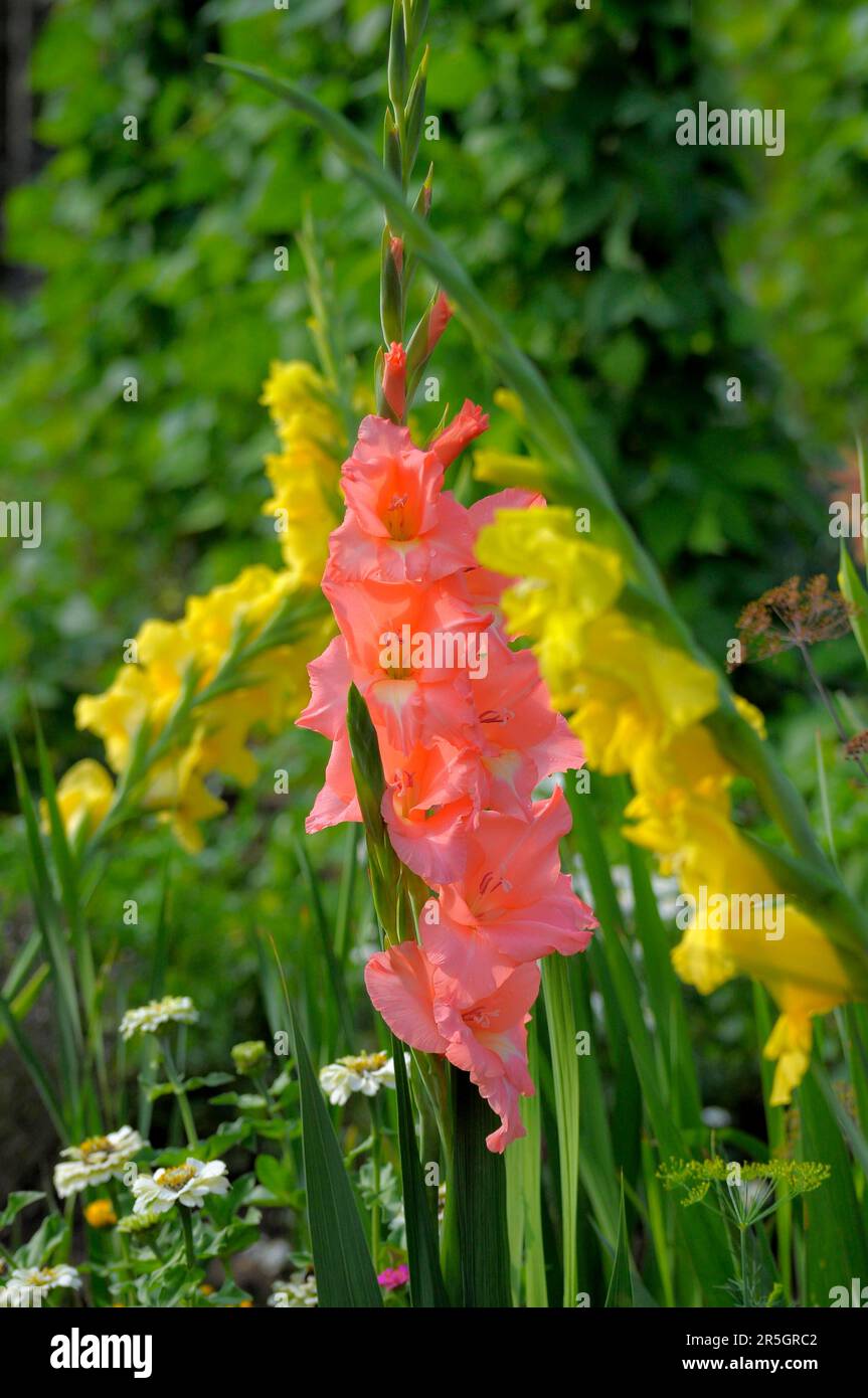 Gladiolus flowering in the garden, Gladiolus sword lily (Gladiolus) Stock Photo