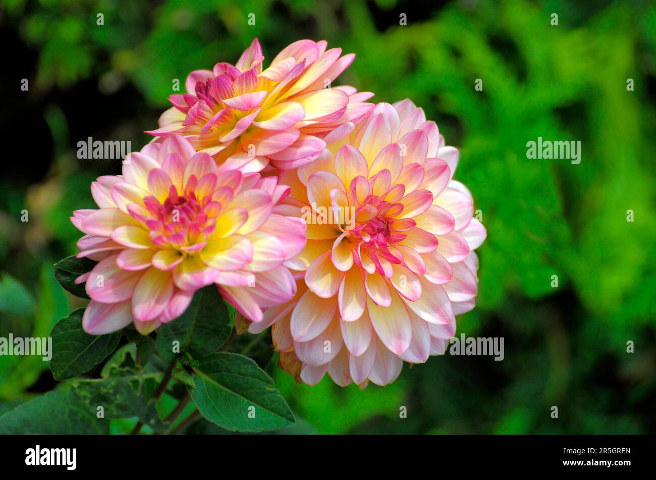 Diverse dahlias hi-res stock photography and images - Alamy