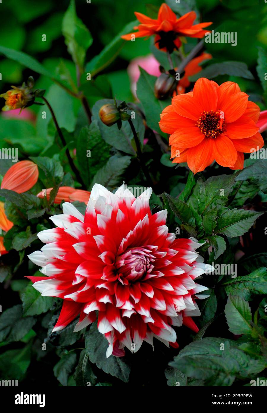 Diverse dahlias hi-res stock photography and images - Alamy