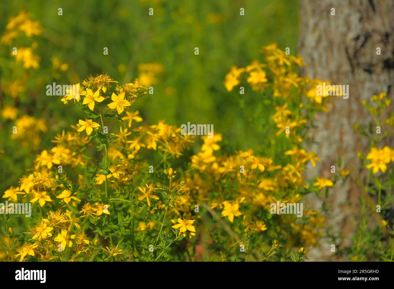 Medicinal plant St. John's wort flowering, True St. John's wort