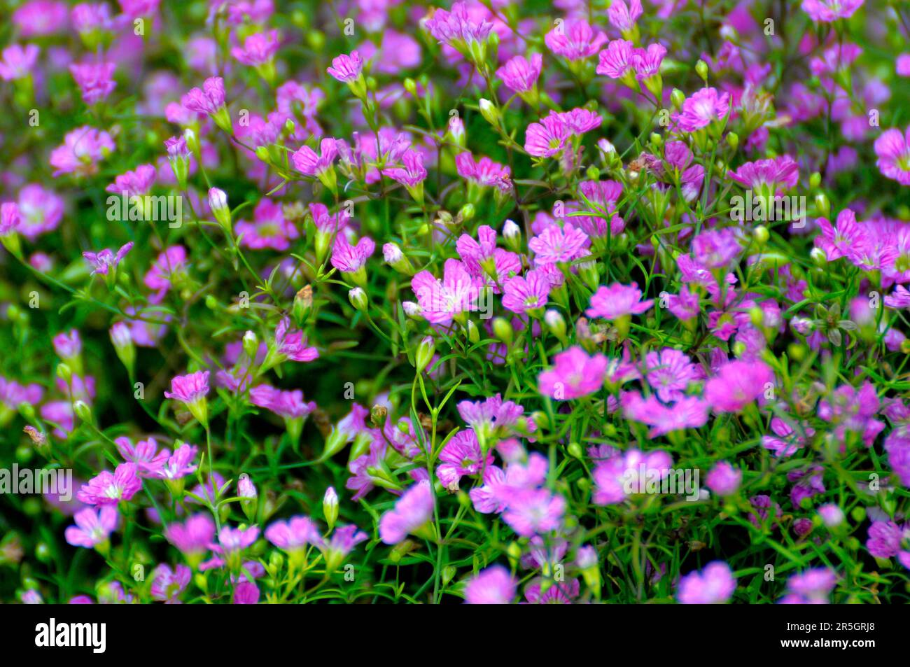 Wall gypsophila flowering in the garden, Wall gypsophila (Gypsophila muralis), Field gypsophila Stock Photo