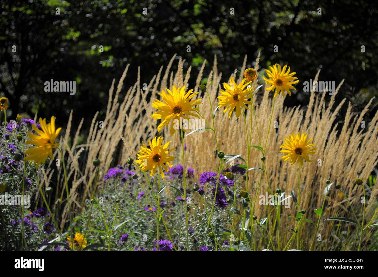 Ludwigsburg flowering baroque, Ornamental grass in the garden, Ursinia flowering in the garden, beautiful bear chamomile (Ursinia speciosa) Stock Photo