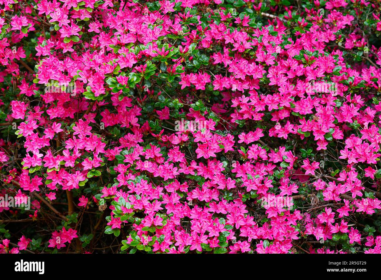 Rhododendron (Rhododendron) also azalea, dwarf shrub with flowers, Hamburg, Germany Stock Photo