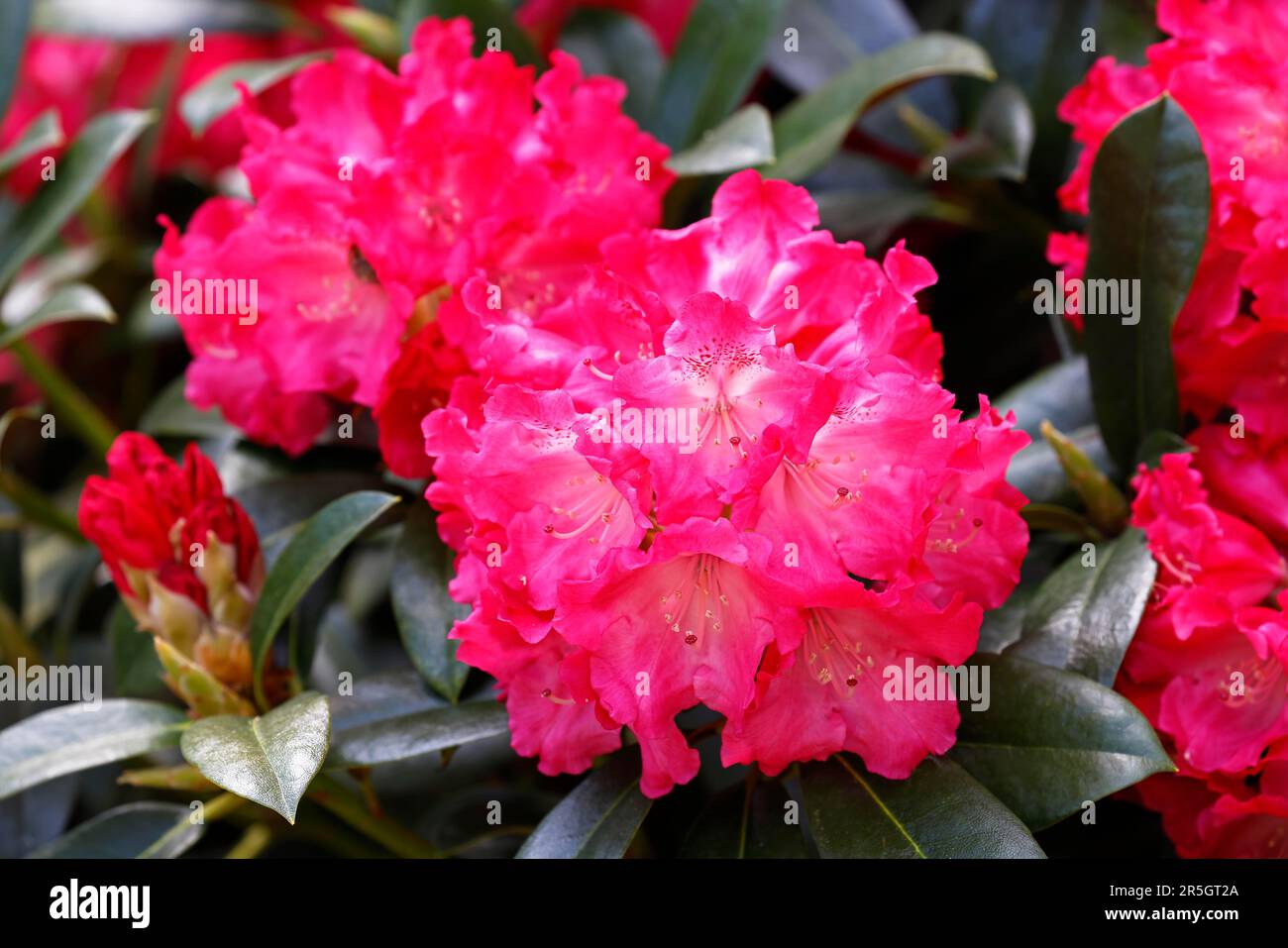 Rhododendron (Rhododendron Yakushimanum hybrid cultivar Morgenrot), flowers, Hamburg, Germany Stock Photo