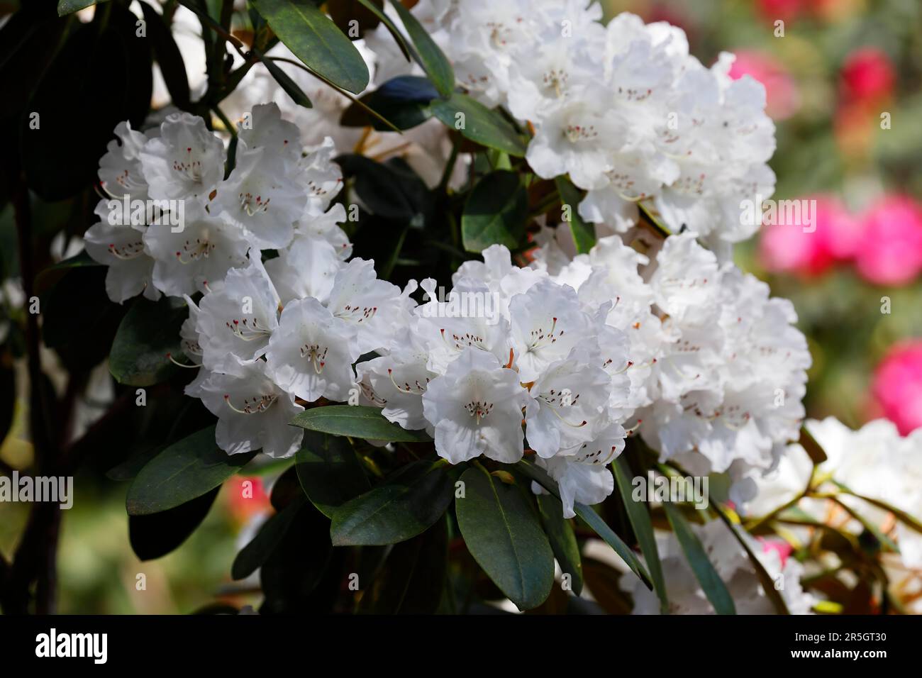 Rhododendron (Rhododendron Yakushimanum hybrid variety Silberglanz