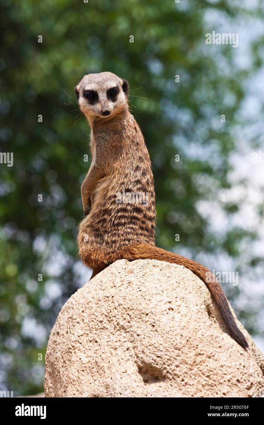 The meerkat or suricate (Suricata suricatta), is a small mammal belonging to the mongoose family Stock Photo