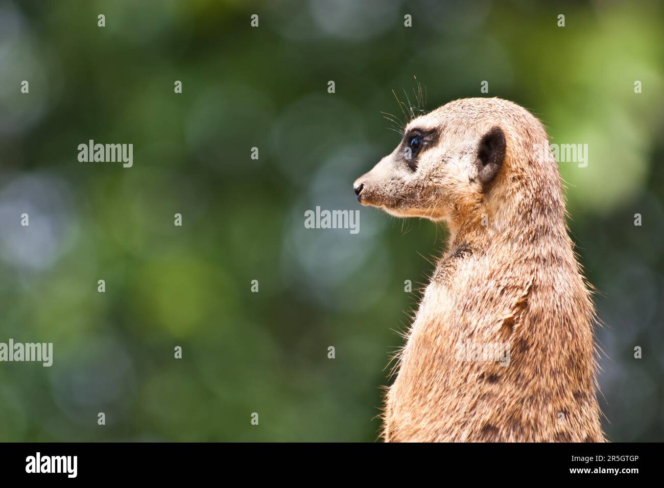 The meerkat or suricate (Suricata suricatta), is a small mammal belonging to the mongoose family Stock Photo