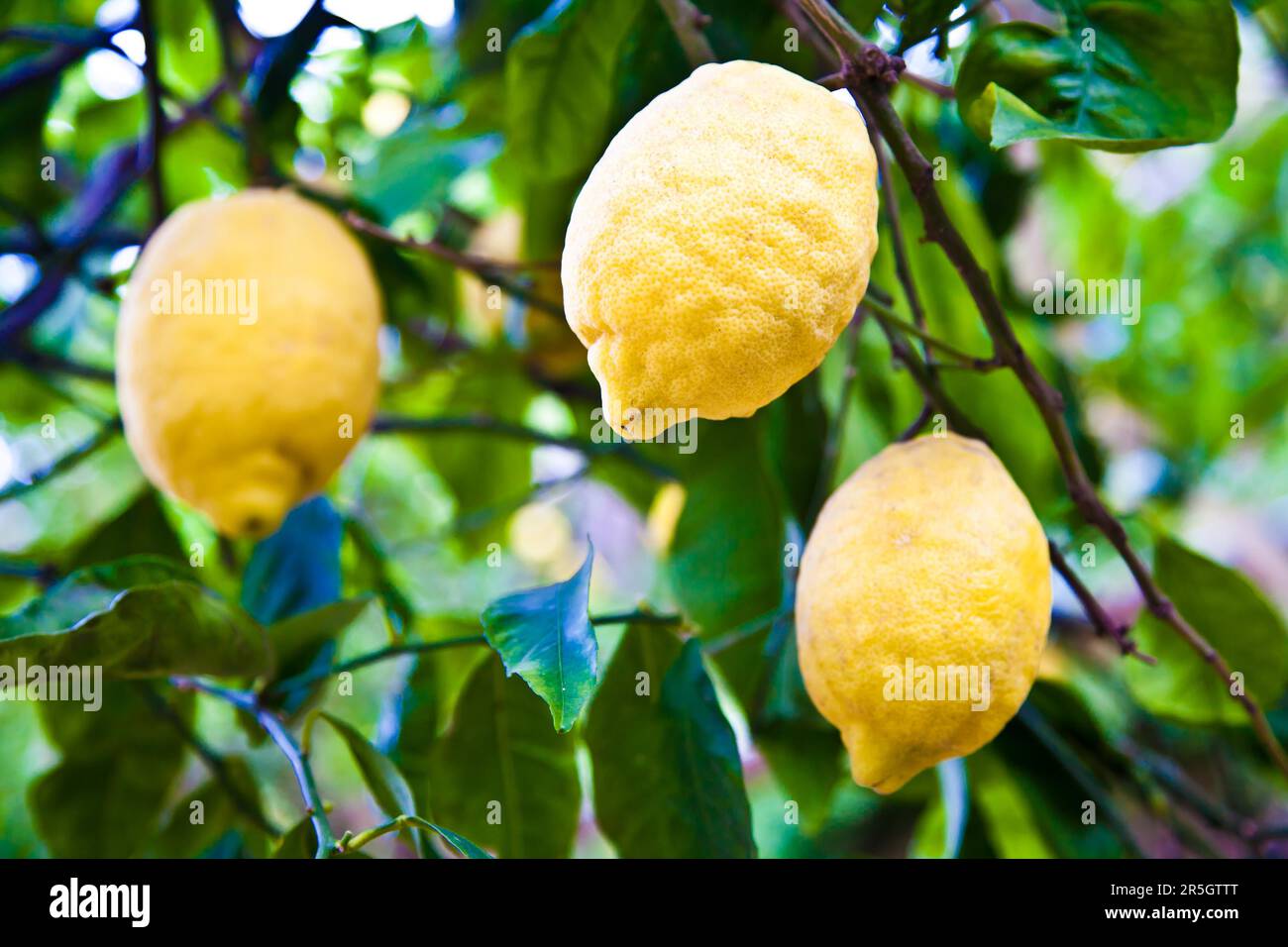 Lemon on the tree in Costiera Amalfitana, tipical Italian location for this fruit Stock Photo