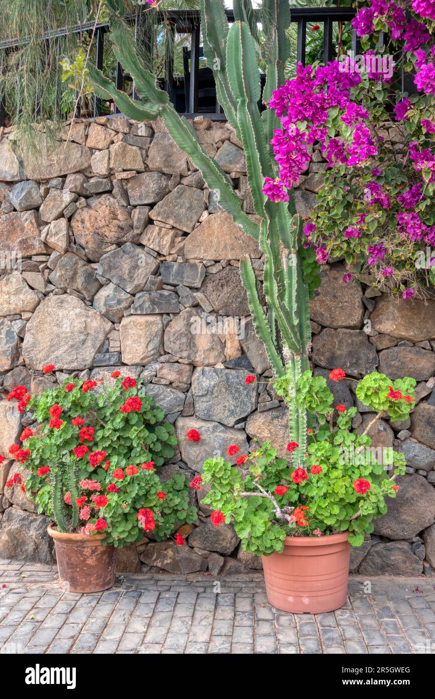Stone wall decorated with flower pots Stock Photo