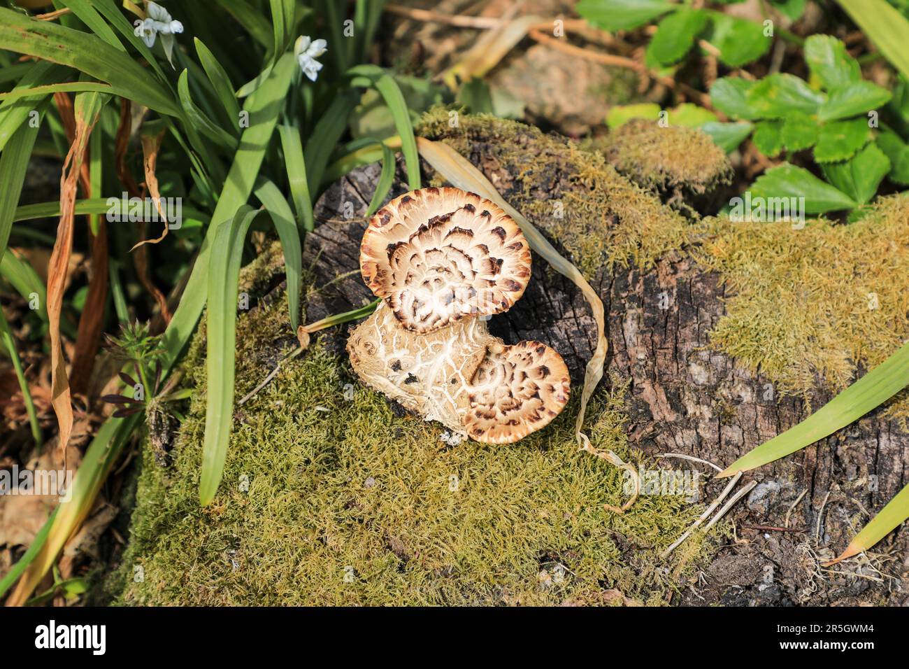 Sarcodon imbricatus, commonly known as the shingled hedgehog or scaly hedgehog, is a species of tooth fungus, England, UK Stock Photo