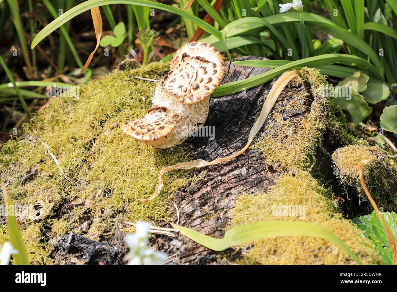 Sarcodon imbricatus, commonly known as the shingled hedgehog or scaly hedgehog, is a species of tooth fungus, England, UK Stock Photo