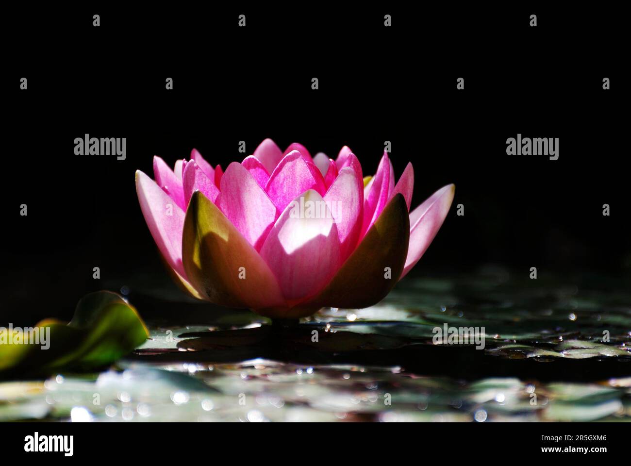 Pink water lily in a pond Stock Photo - Alamy