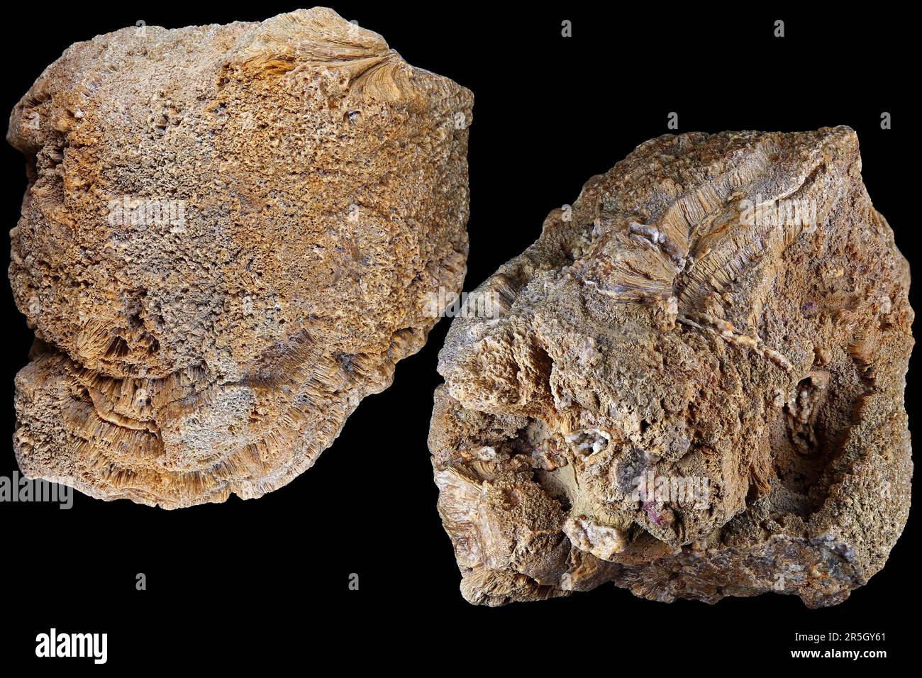 Fossilized colonial sponge (Genus Chaetetes). Carboniferous period, Russia Stock Photo