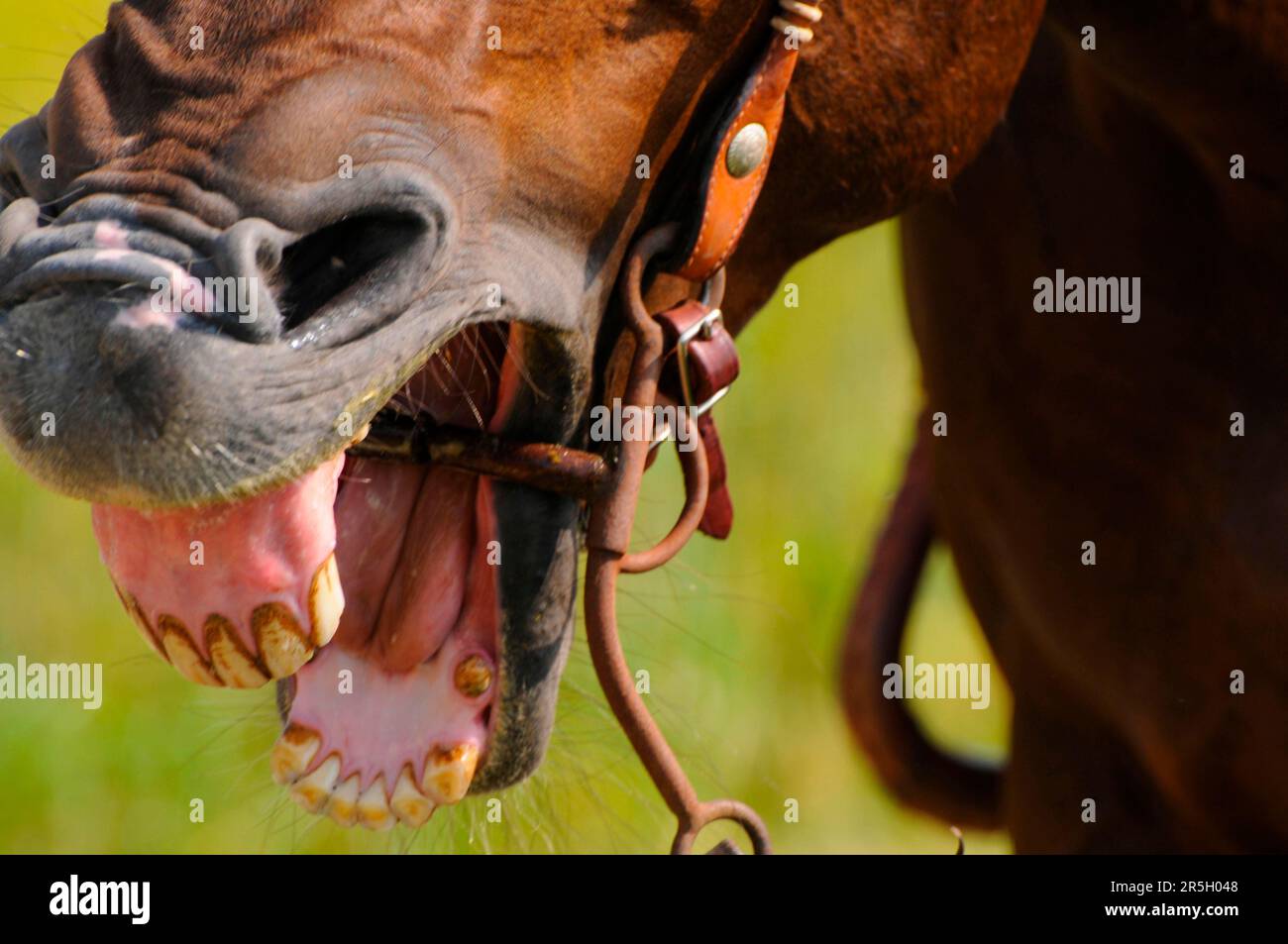 Horse teeth hires stock photography and images Alamy