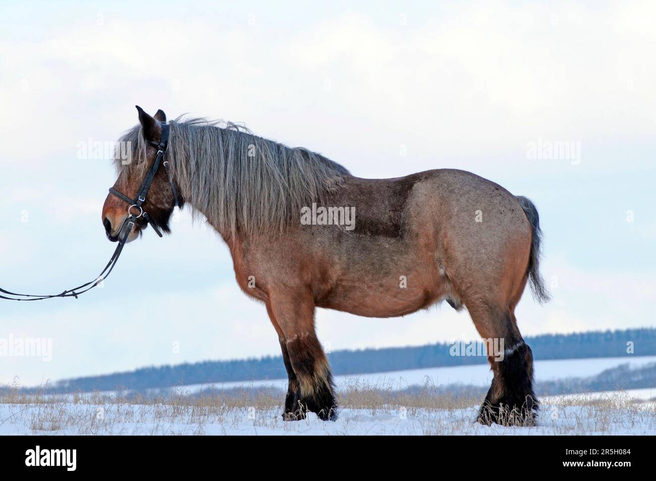 Belgian cold-blood, gelding, cold-blooded horse, Brabanter, spiked hair, tail docked, lateral Stock Photo