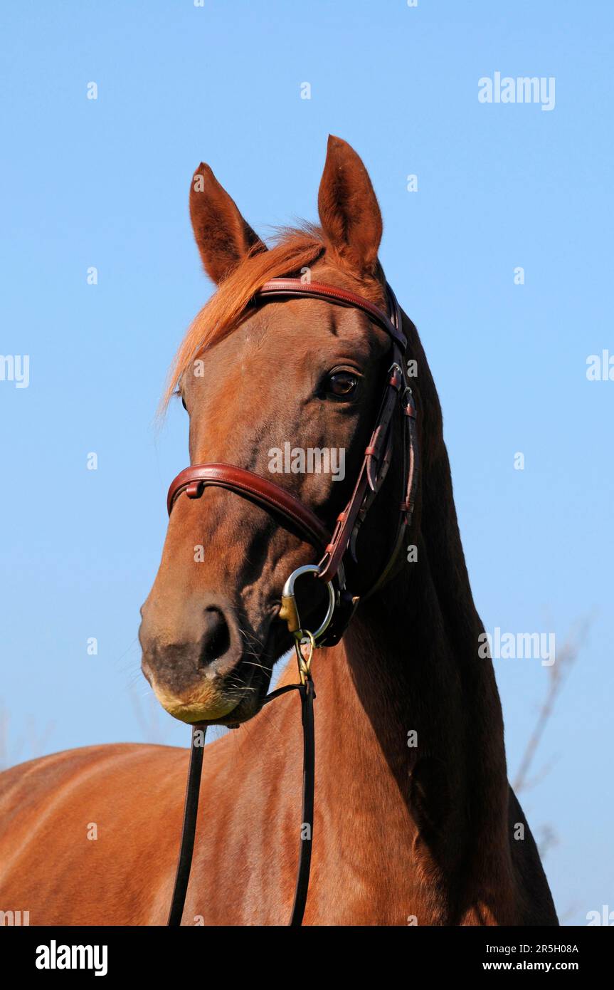 English thoroughbred, mare, dark chestnut, bridle Stock Photo - Alamy
