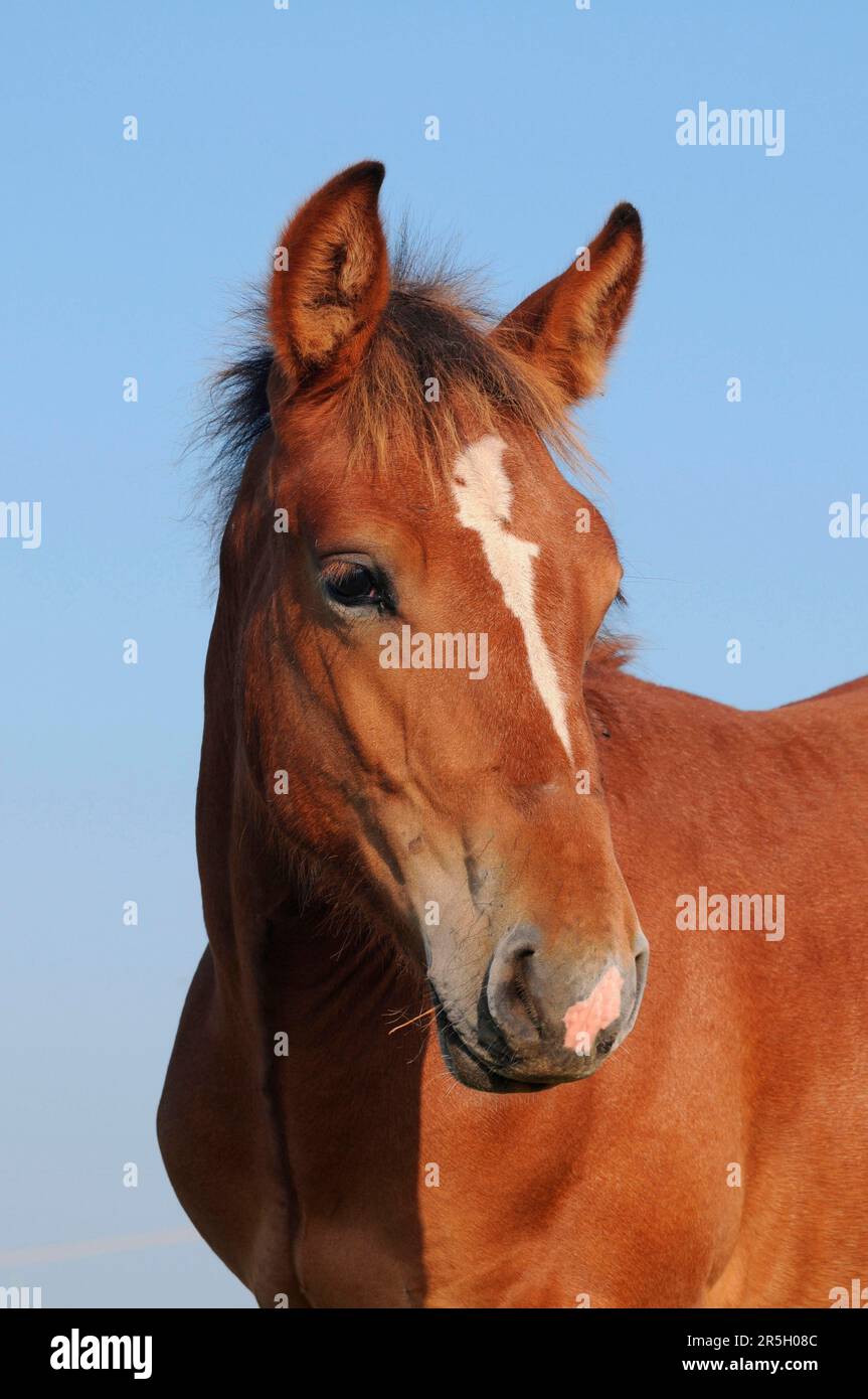 Ardennes horse on blue sky stock photo. Image of dray - 7500106