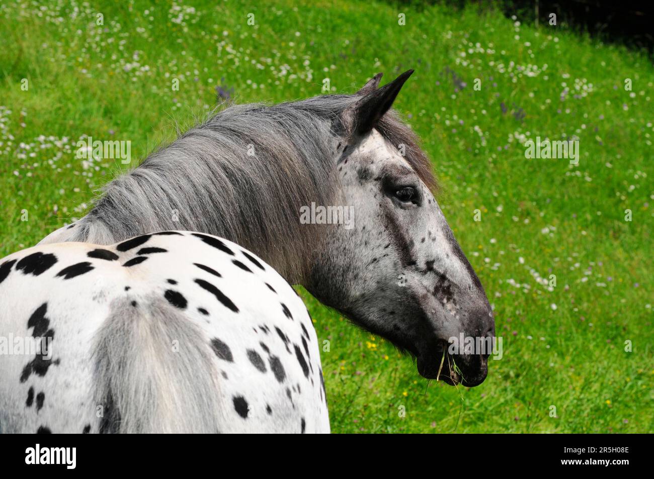Noriker Coldblood, Mare, Coldblood Horse, Tiger Pinto Stock Photo