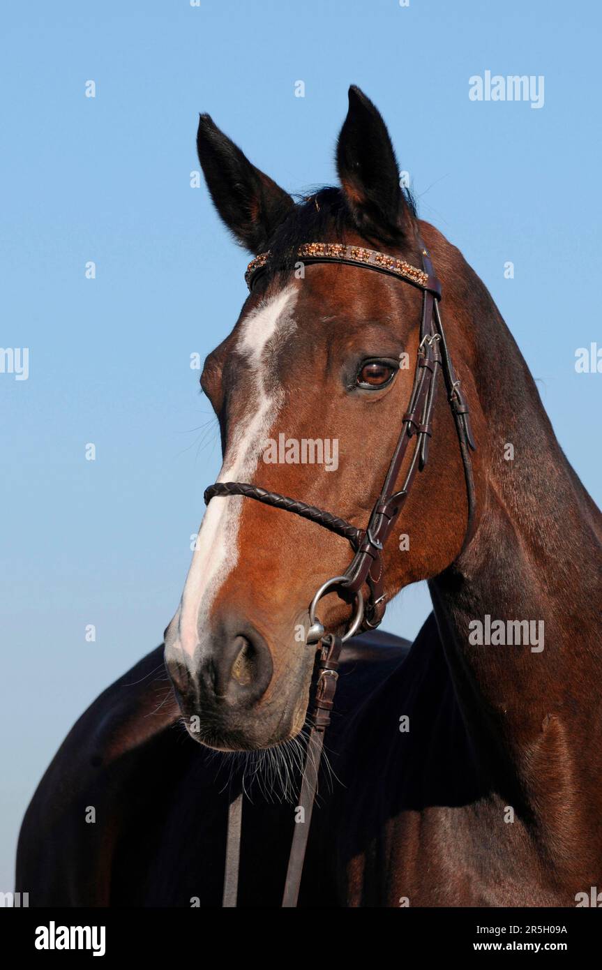 Nuova Bridle Famous Taglia Warmblood – Pelle Pony, Nero/Rame: Eleganza E Comfort Per Il Tuo Cavallo