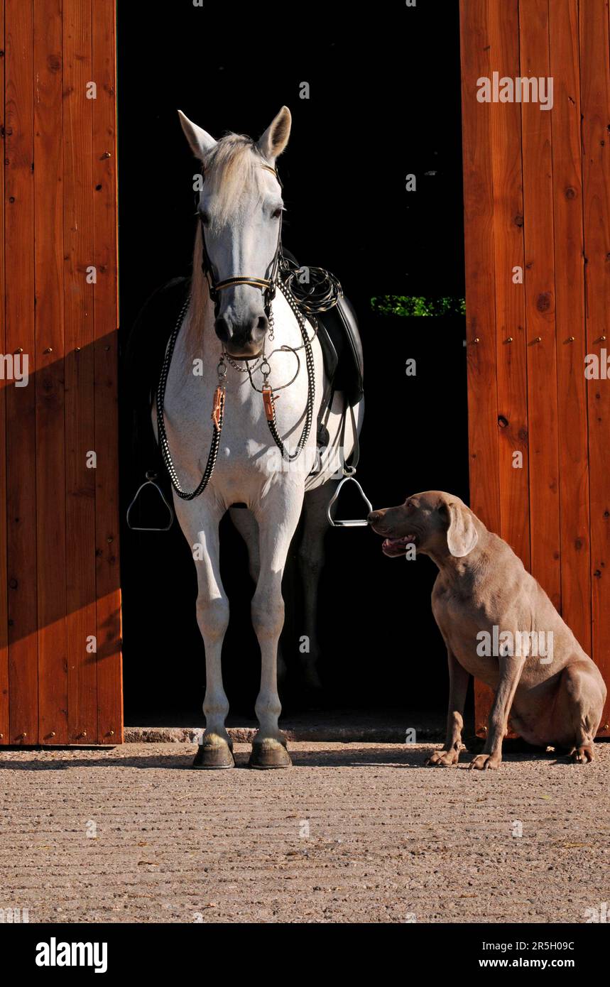 Paso Fino, mare, and Weimaraner, grey, traditional equipment, stable