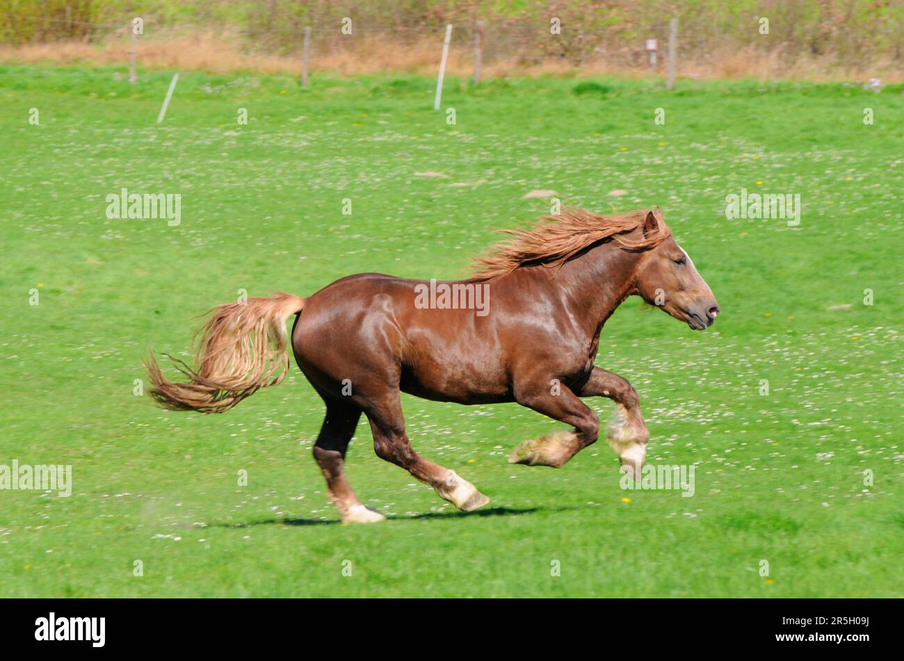 Southern German Coldblood, Stallion, Coldblood Horse Stock Photo Alamy