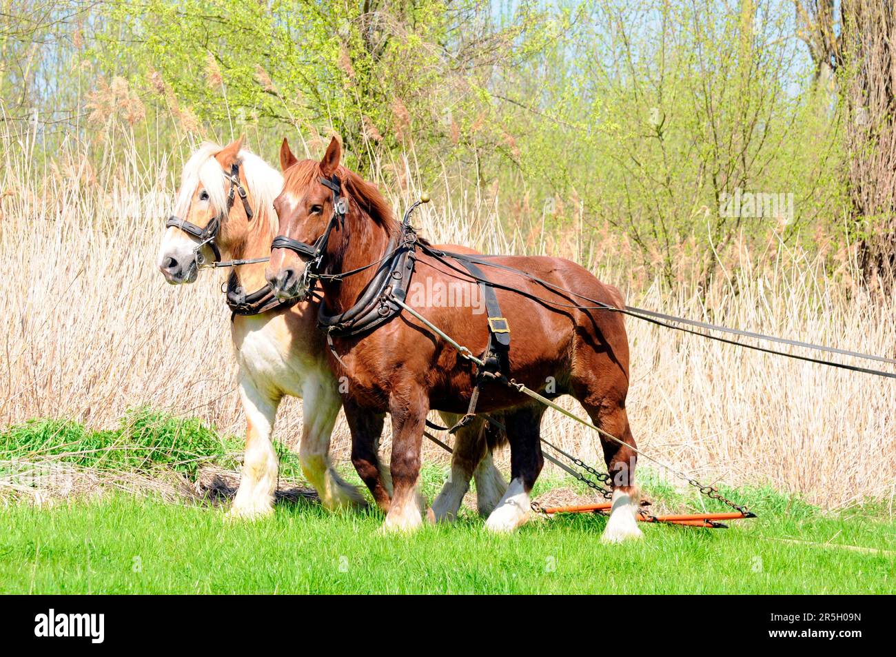 Breton cold-blooded horse, Breton, Cold-blooded horse, Harrow, Two-in-hand, Harness Stock Photo