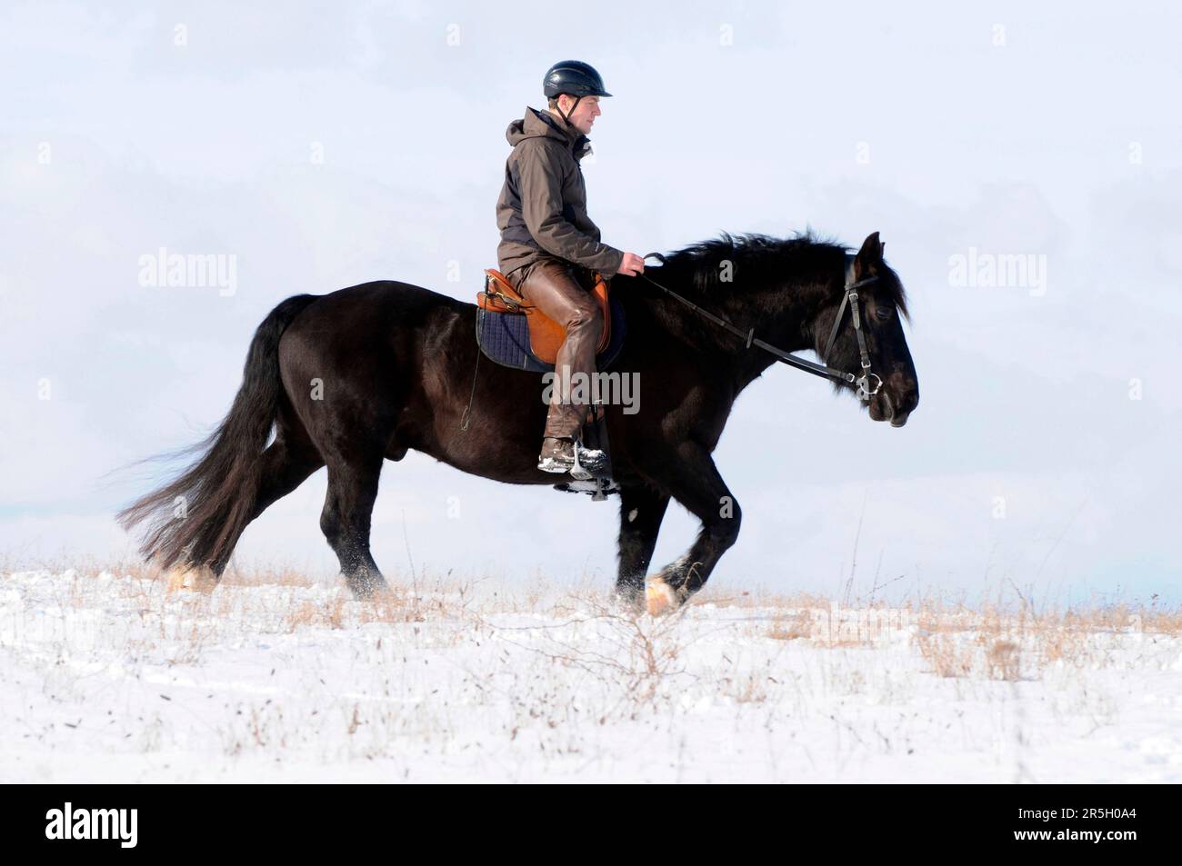 Rider on Noriker coldblood, gelding, coldblood horse, black horse, walk, sideways Stock Photo