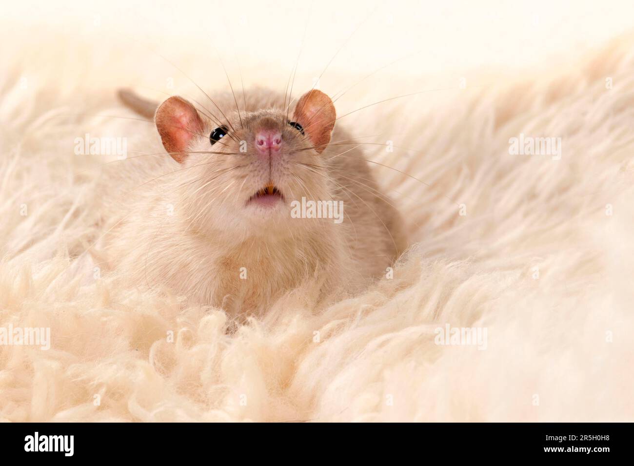Colour rat, male Stock Photo