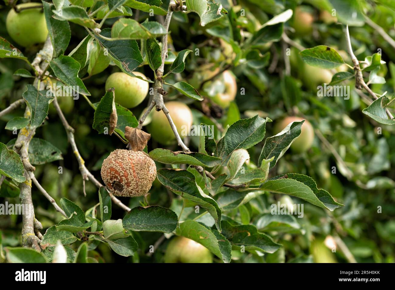 Apple affected by brown rot disease Stock Photo