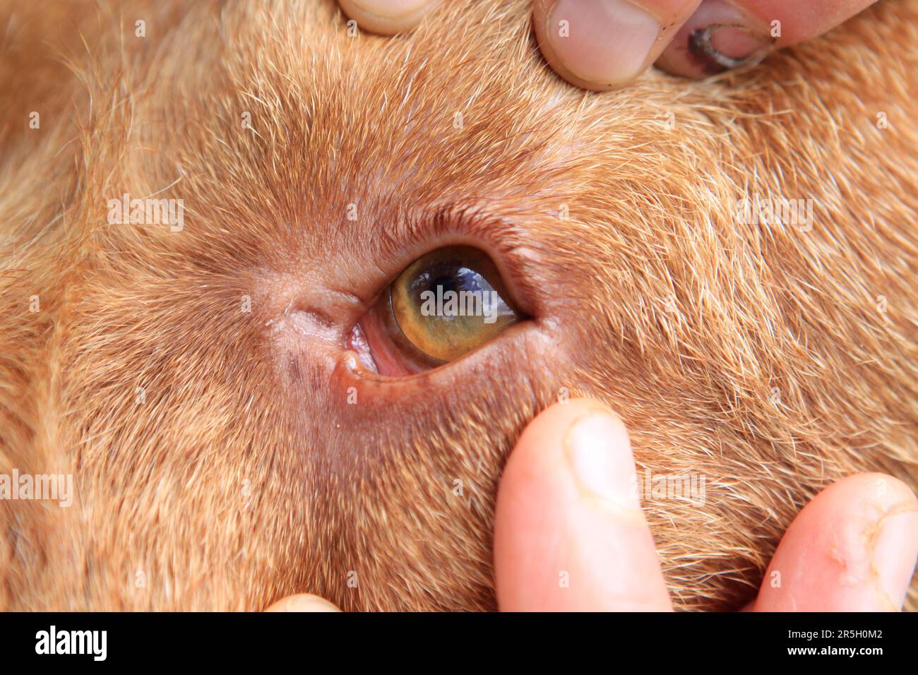 Wirehaired Hungarian Pointing Dog, Wirehaired Vizsla, eye control Stock