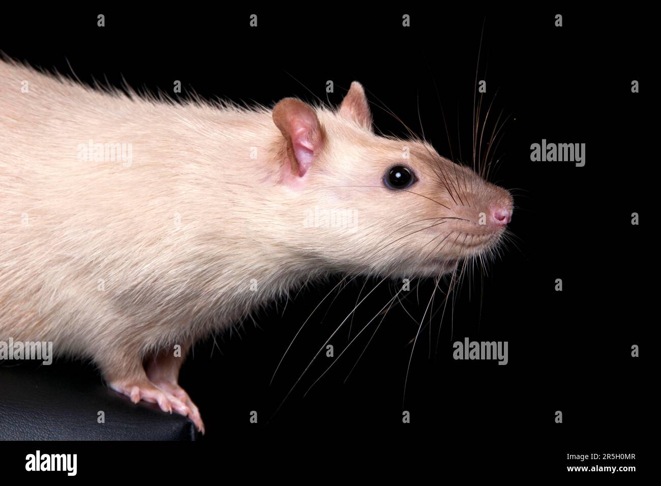 Male rat deals