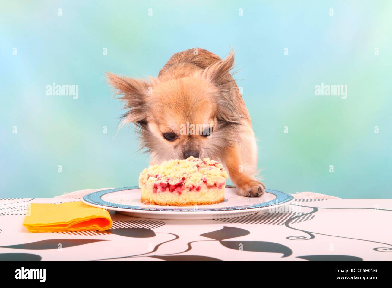 Dog Stealing Birthday Cake