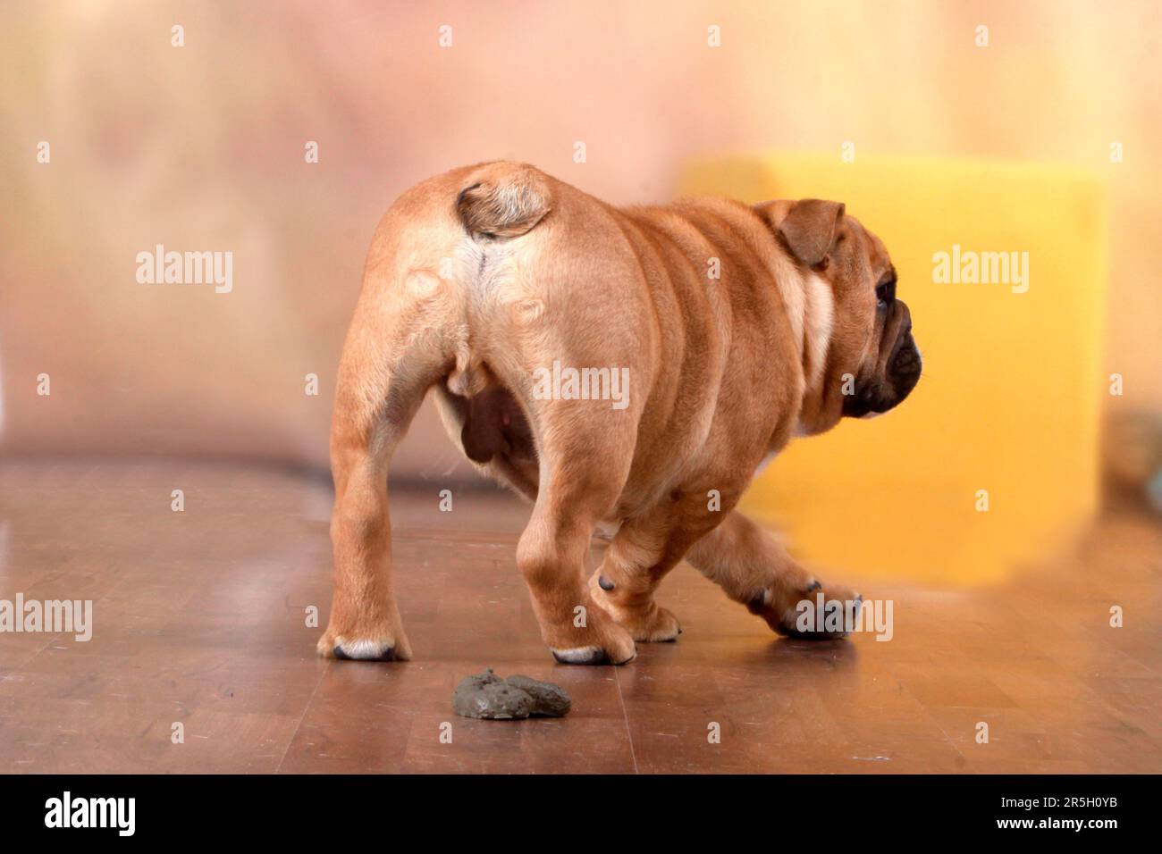 English Bulldog, Dog Excrement, Dog Poo, Not Housebroken, Housebreaking