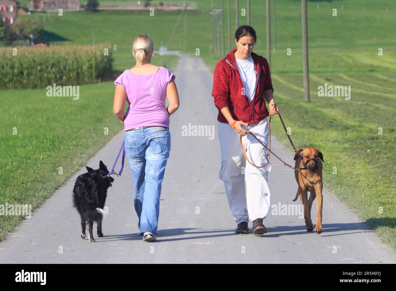 Are Gentle Leaders A Dog Training Crutch