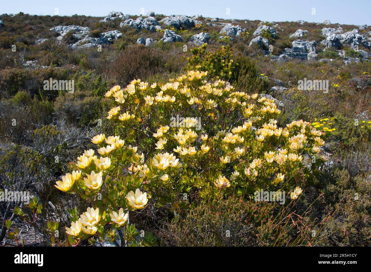 Spicy Cone Bush, Table Mountain, Cape Town, Western Cape, South Africa (Leucadendron tinctum) Stock Photo
