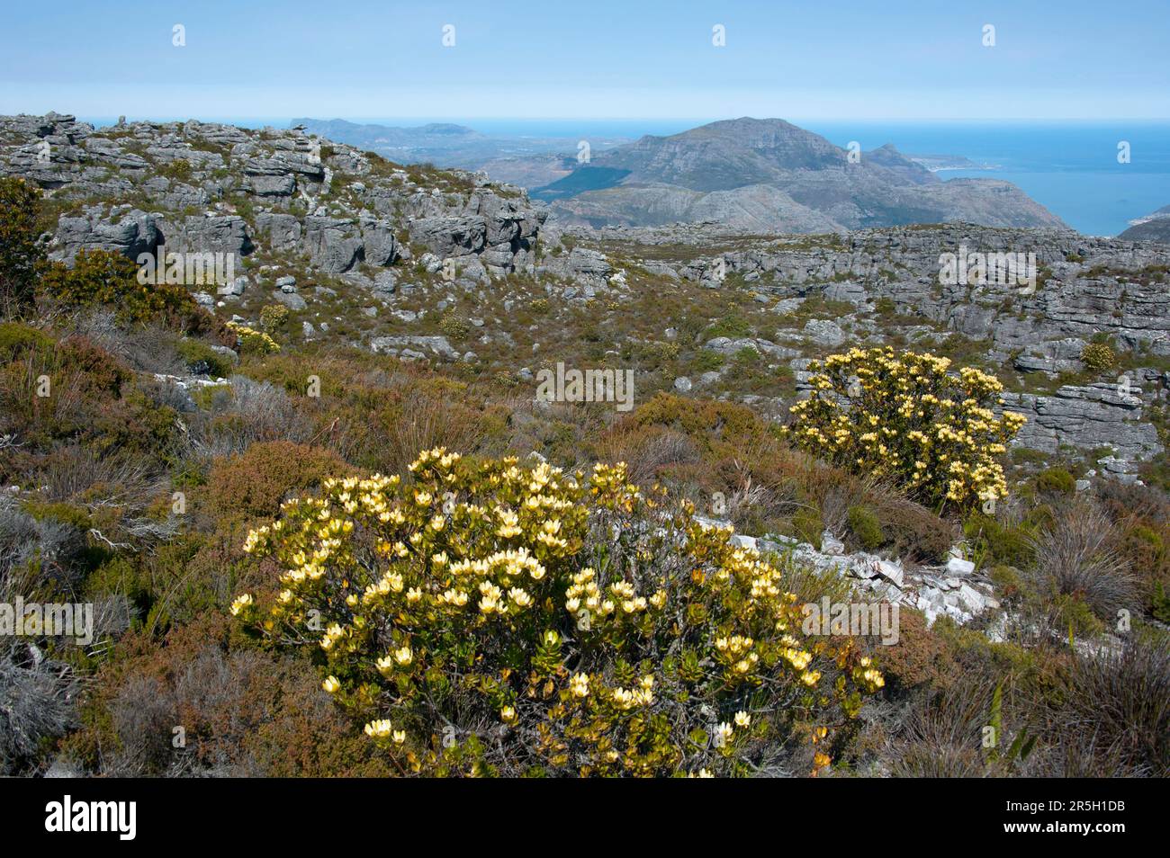 Spicy Cone Bush, Table Mountain, Cape Town, Western Cape, South Africa (Leucadendron tinctum) Stock Photo