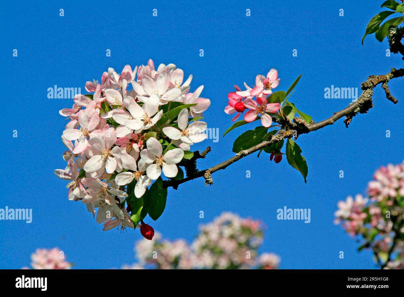 Wild apple (Malus floribunda) Stock Photo