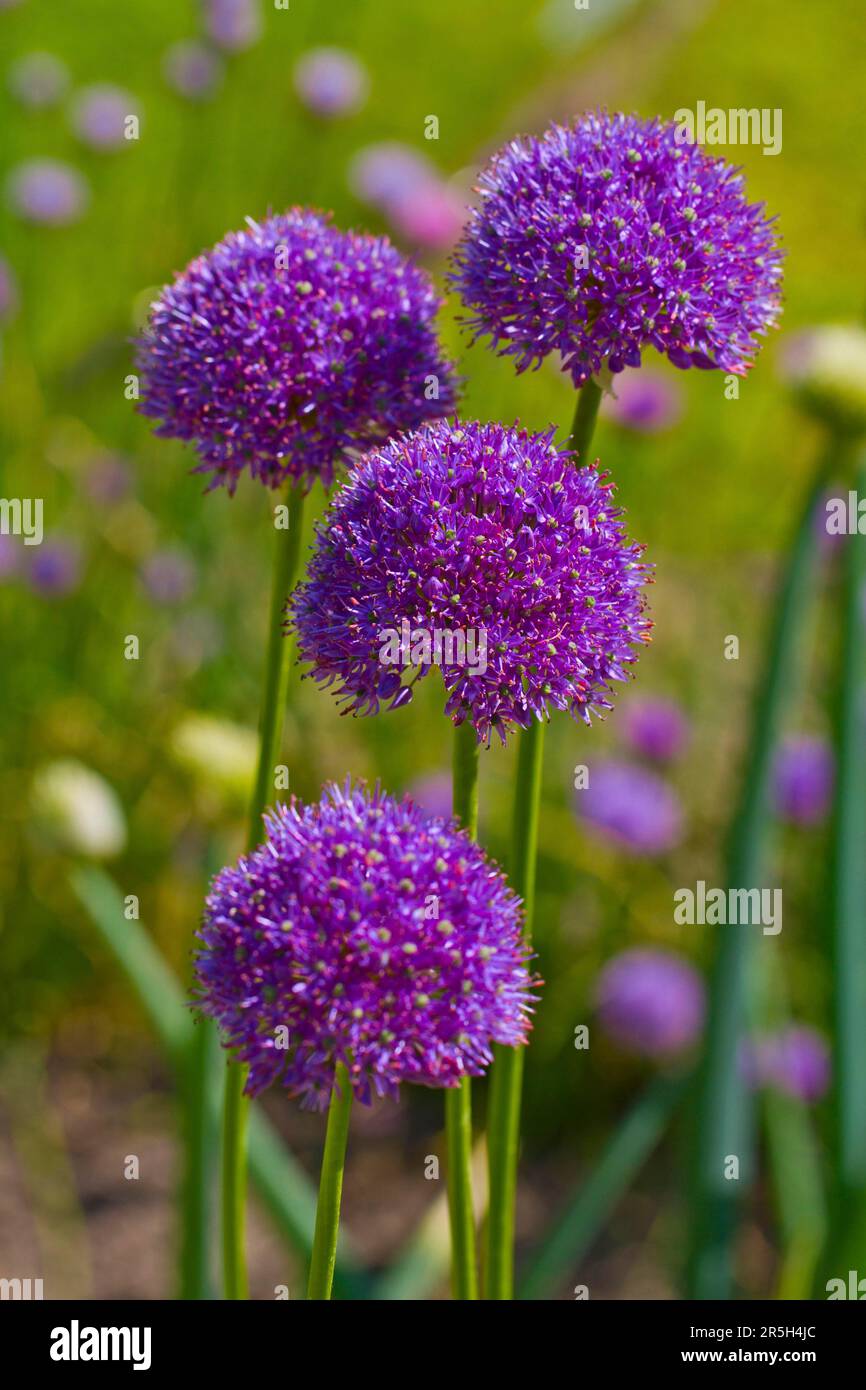 Giant Allium (Allium giganteum Stock Photo Alamy