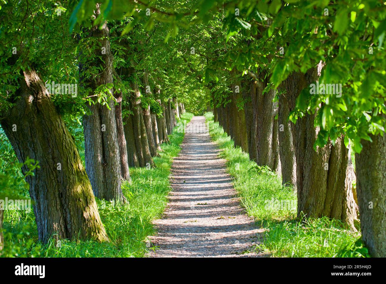Chestnut Tree Avenue, Harz, Saxony-Anhalt, Germany (Aesculus hippocastanum) Stock Photo
