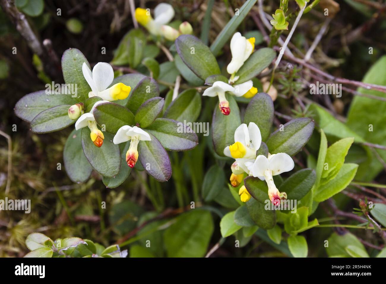 Box-leaved Milkwort, Austria, Shrubby (Polygala chamaebuxus) Milkwort, Polygalaceae Stock Photo