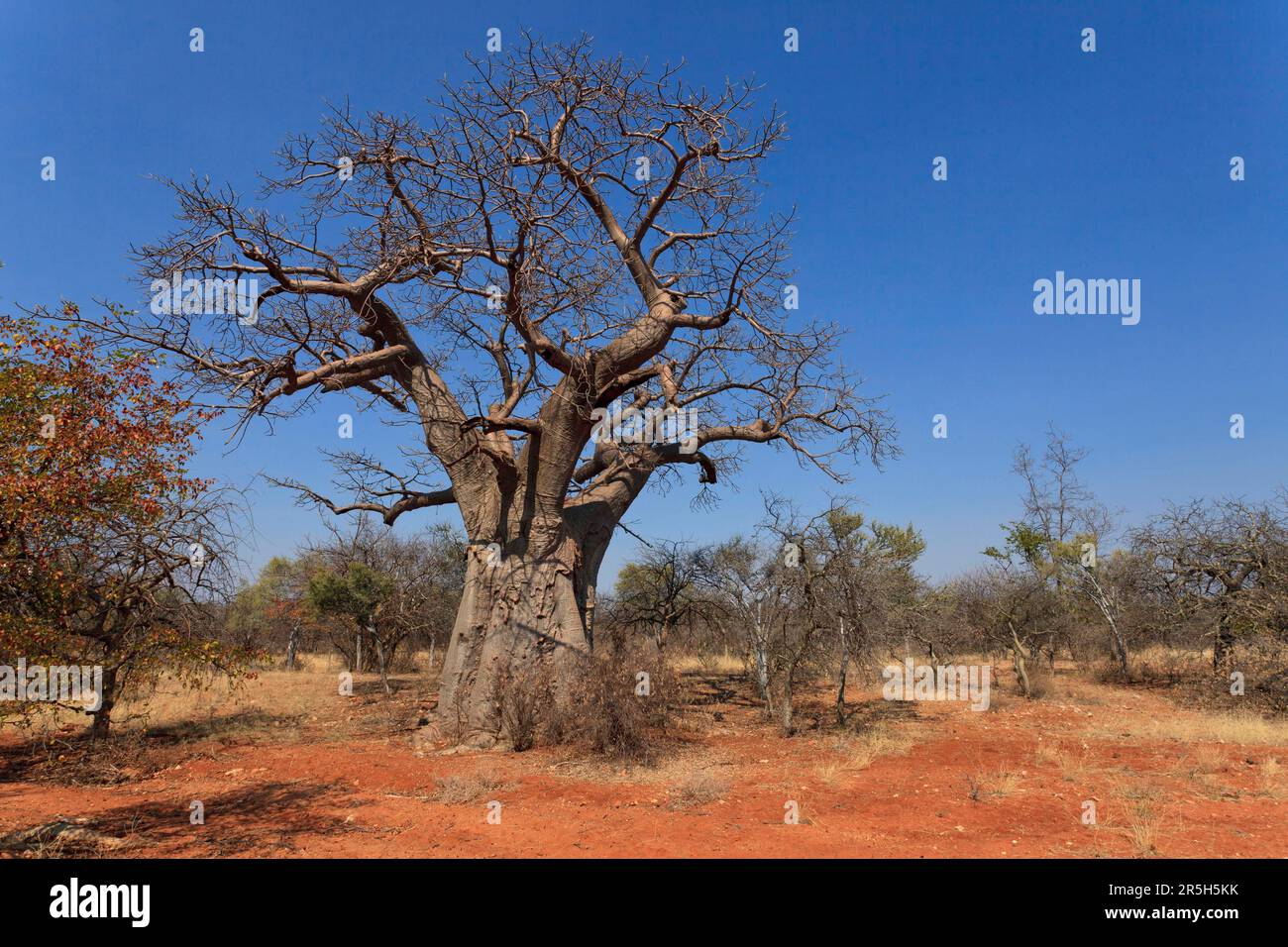 Baobab (Adansonia) tree, Musina Baobab Tree Reserve, Limpopo, South Africa (Bombacaceae) Stock Photo