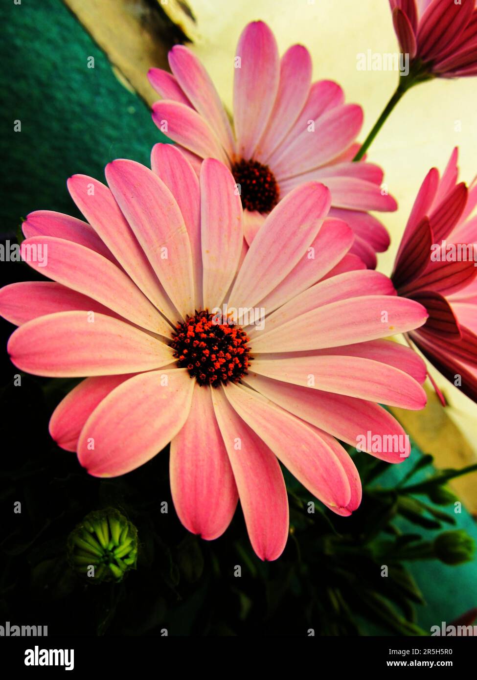 Cape daisy (Osteospermum Stock Photo - Alamy