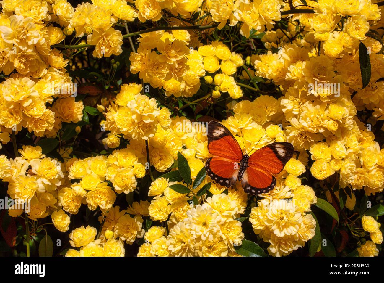 Climbing Roses And Butterfly Stock Photo - Alamy