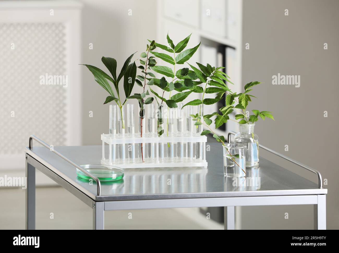 Test tubes with liquid and plants on metal table in laboratory Stock ...