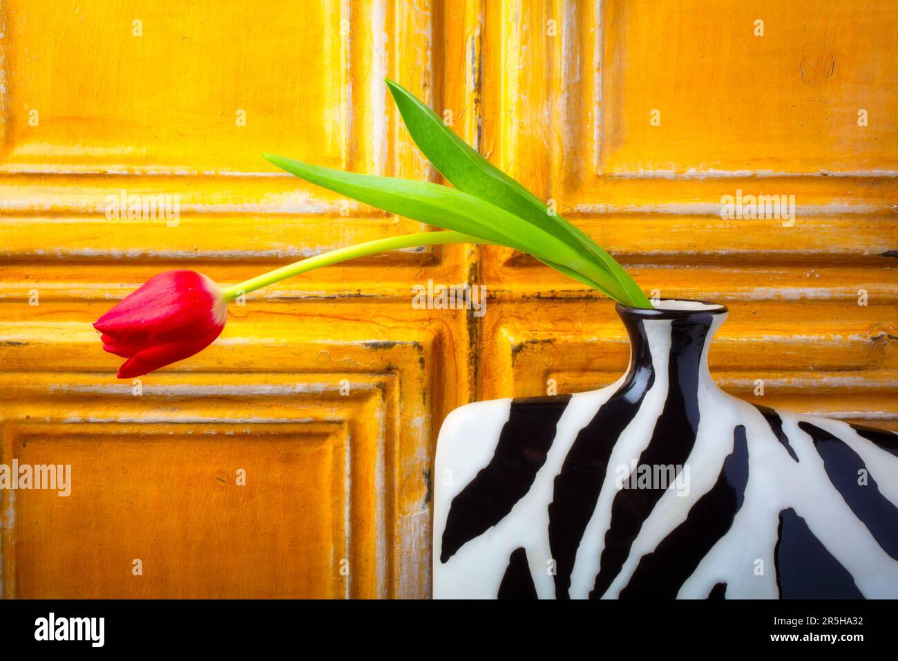 Red Tulip Bending Out Of Vase Stock Photo Alamy