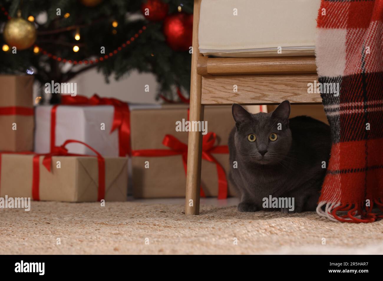 Cute cat under chair in room decorated for Christmas Stock Photo Alamy