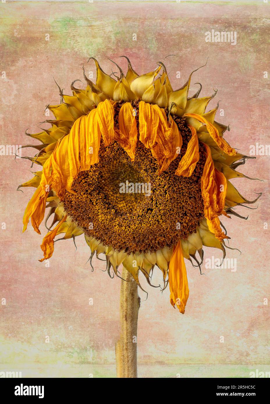 The Sunflowers Wilting Petals Still Life Stock Photo Alamy