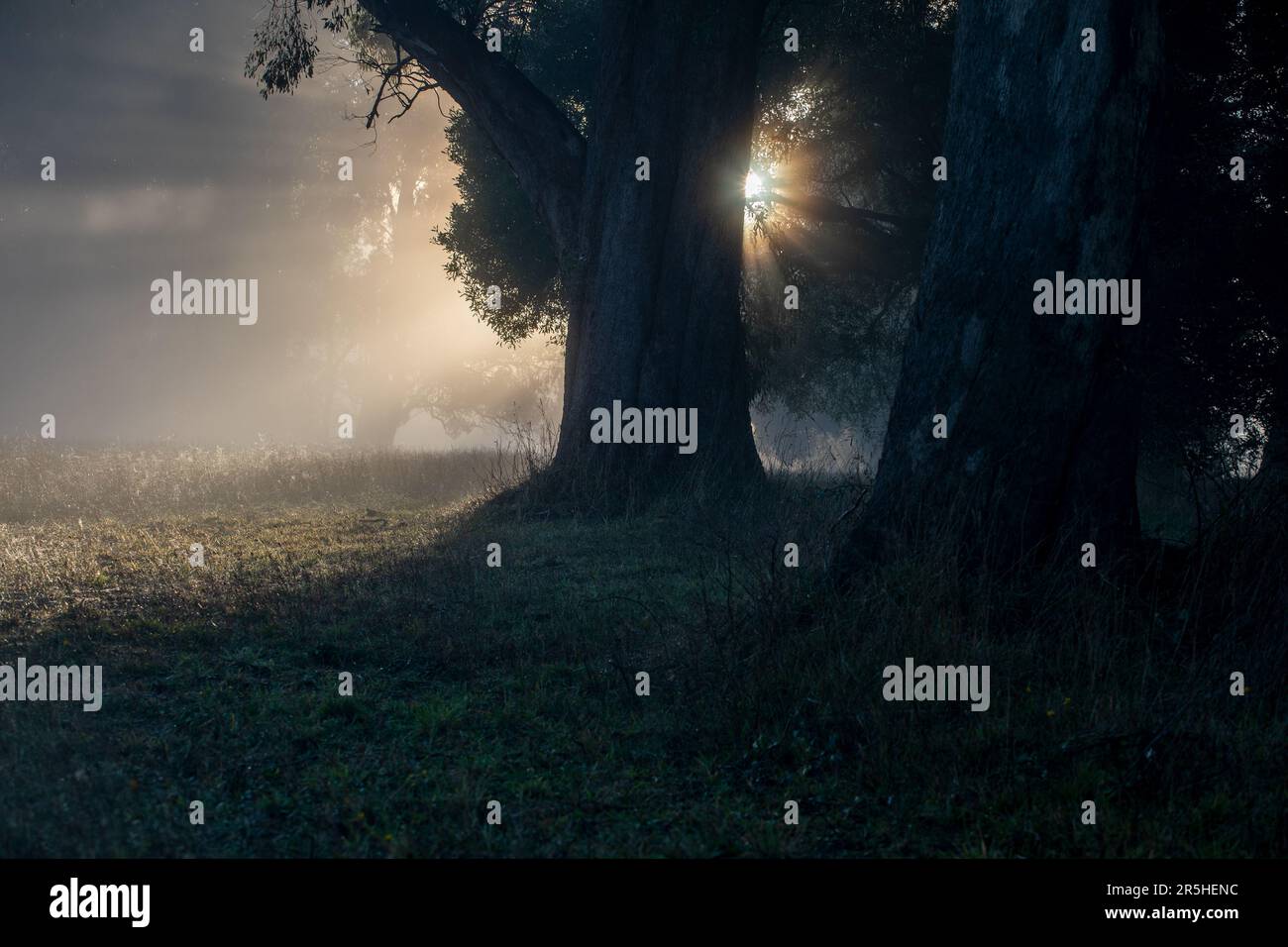 Sunbeams in mist from hi-res stock photography and images - Alamy