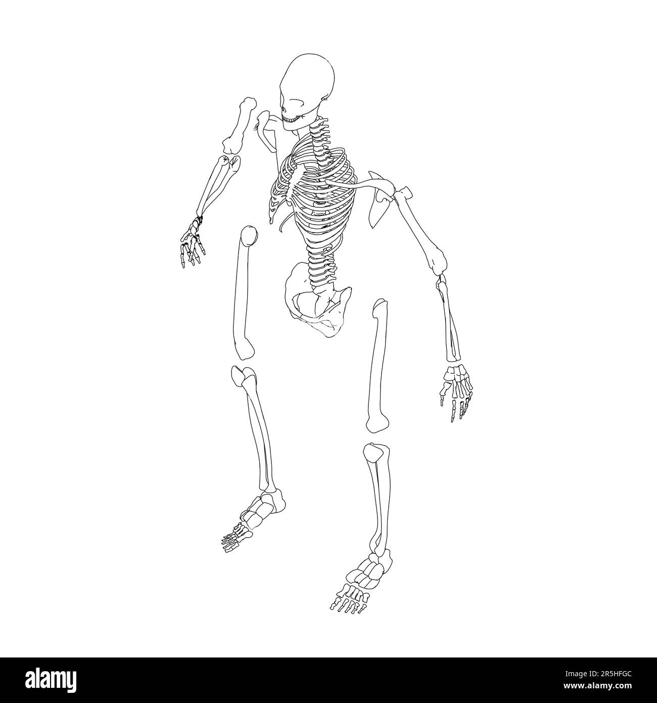 The contour of the disassembled human skeleton from black lines isolated on a white background. Isometric view. Vector illustration. Stock Vector